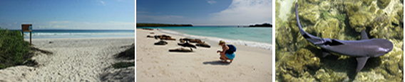 tours snorkel in galapagos island